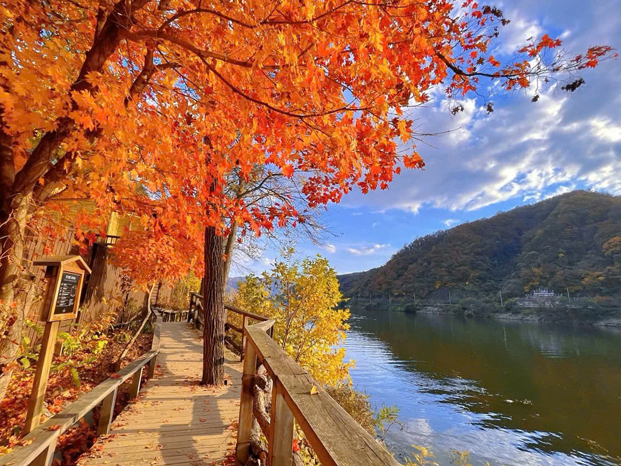 Đảo Nami mùa thu – Khi lá xanh dịu dàng chuyển vàng